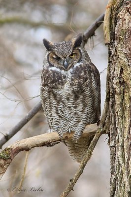 Grand Duc dAmrique_Y3A9613 - Great Horned Owl