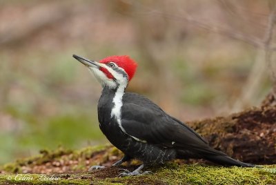 Grand Pic_Y3A0793 - Pileated Woodpecker 