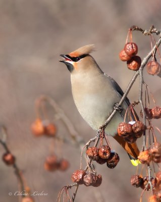 Jaseur boral_1517 - Bohemian Waxwing