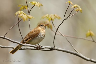 Grive fauve_6240 - Veery