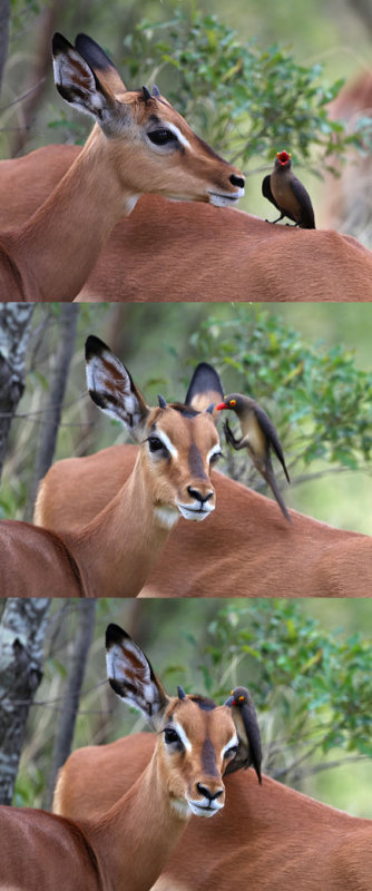 Kruger National Park