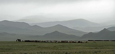 Herding, Bayan Olgii, Western Mongolia