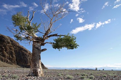 Lone Tree, Bayan Olgii, Western Mongolia