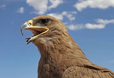 Golden Eagle, Kharakorum, Mongolia