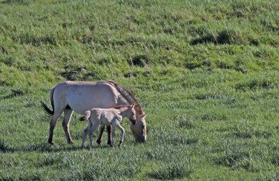 Prejevalsky wild horses, Hustai, Mongolia