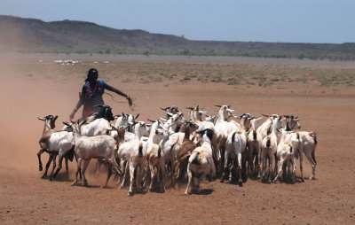 Gabbra woman and goats, Northern Frontier District, Kenya