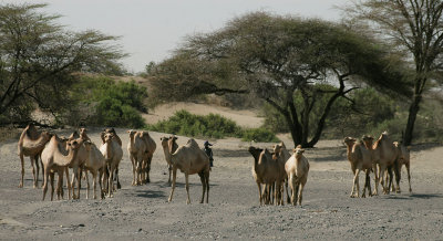 Gabbra Camels, Chalbi Desert, Northern Frontier District, Kenya