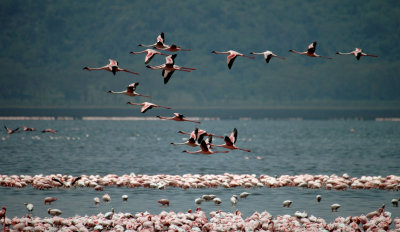Flamingoes, Lake Nakuru, Kenya