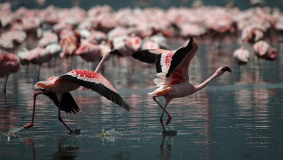 Flamingoes, Lake Nakuru, Kenya