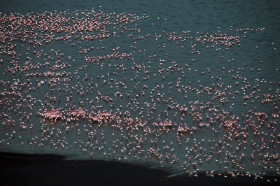 Flamingoes, Lake Nakuru, Kenya