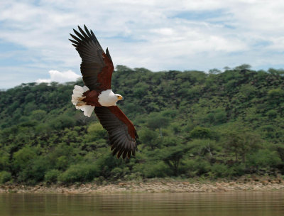 Fish Eagle, Lake Baringo, Kenya