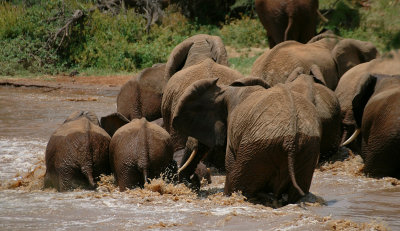 Dangerous Crossing, Uwaso Nyiro River, Samburu, Kenya