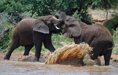 Young elephant bulls testing their strength, Uwaso Nyiro River, Samburu, Kenya