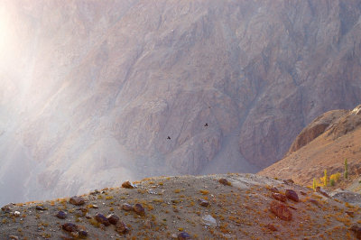 Chows in Early Morning, Phandar, Hindu Kush, Pakistan