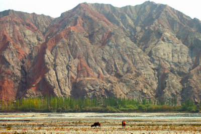 Bactrian Camels, Ghez River Valley, Karakoram Highway, Xinjiang, China