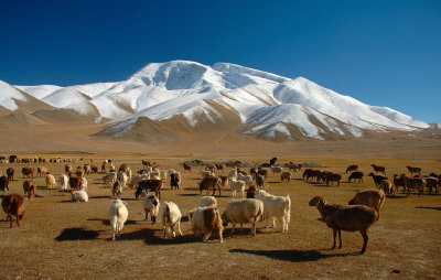 Muztagh Ata and Sheep, Karakoram Highwa, Xinjiang, China