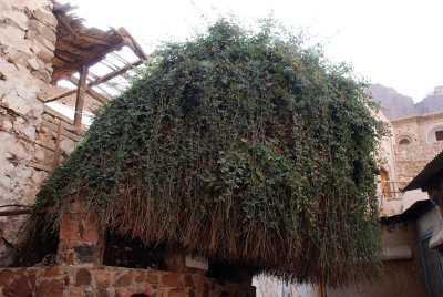 The Burning Bush, St Katherine's Monastery