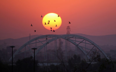 Pigeons at Sunset, Shushtar