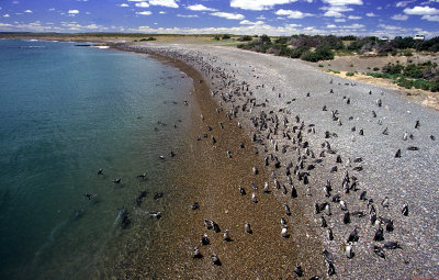 Megallinc Penguins, Puerto Tombo,Patagonia, Argentina