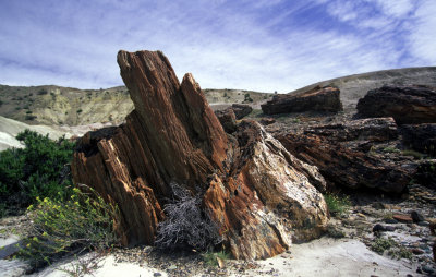 Petrified Forest Natural Monument Park (Bosques Petrificados), Patagonia