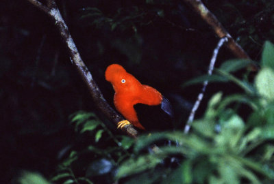 Cock of the Rock, Manu Cloud Forest