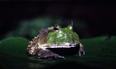 Horned Frog, Manu