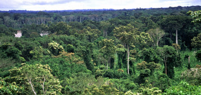 View over the Manu Canopy towards Manu River