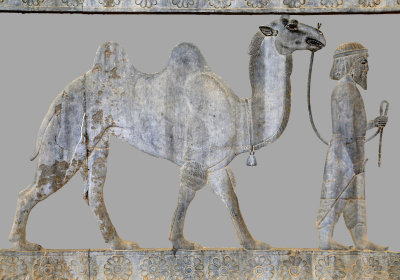 Parthian bringing a Camel, Apadana Staircase, Persepolis