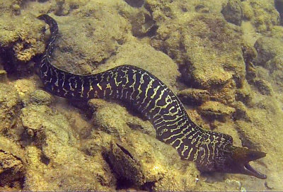 Eel, Kosi Bay, Isimangaliso Wetland Park, Kwazulu-Natal