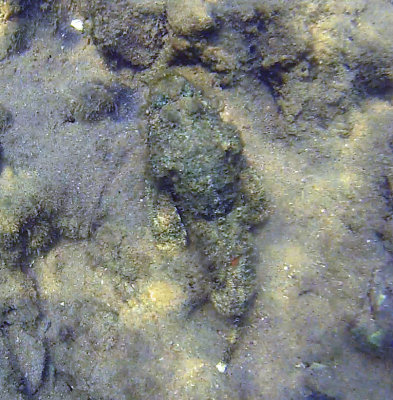 Beware of Stone Fish! Kosi Bay, Isimangaliso Wetland Park, Kwazulu-Natal