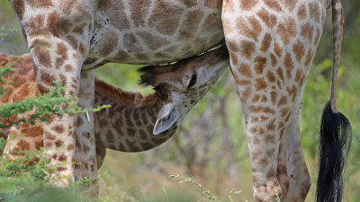 Suckling Giraffe, Kruger