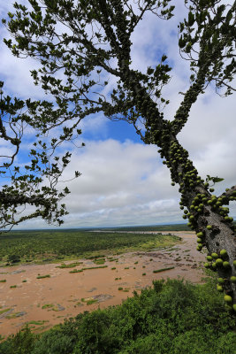 Knobbly Fig with the Olifants River behind