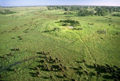 Buffalo, Okavango Delta