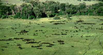 Buffalo, Okavango Delta