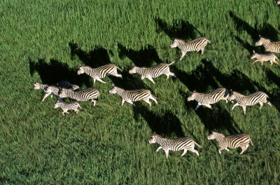 Zebra, Okavango Delta