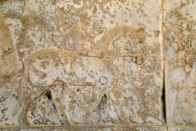 Amyrgians  Scythians (Sogdians), Apadana Staircase, Persepolis - Levels Adjusted