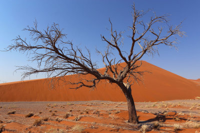 Dune 45, Sossusvlei Area, Namibia