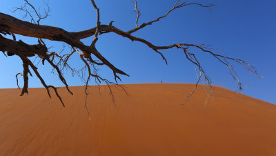 Dune 45, Sossusvlei Area, Namibia