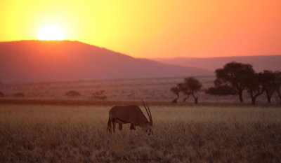 Oryx at Sunset, Sesriem, Namibia