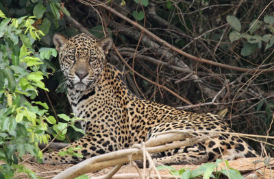 Jaguar, Pantanal, Brazil