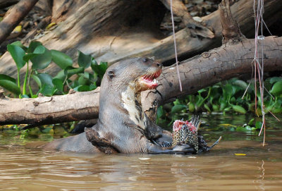 Giant Otter