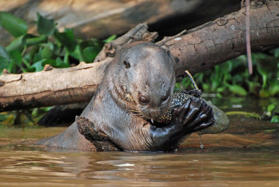 Giant Otter