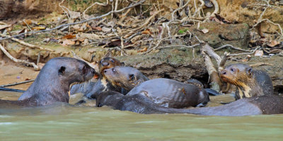 Giant Otter Family