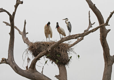 Birds of the Pantanal, Brazil