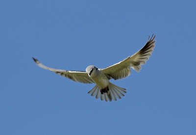 black shouldered kite