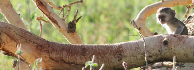 vervet monkey baby