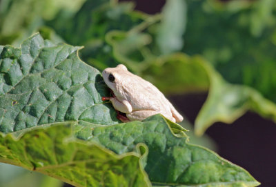 frog