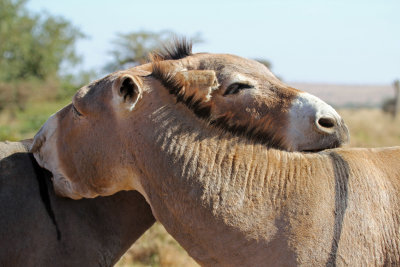 donkeys necking