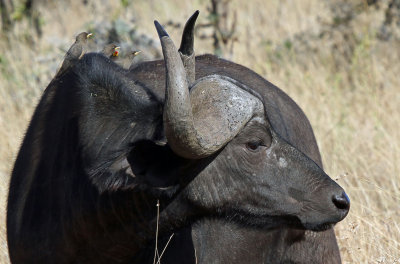 buffalo