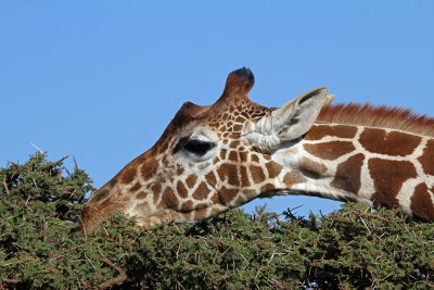 giraffe